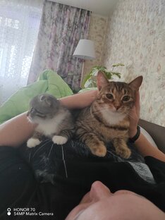 Кошки Ася и Вася 