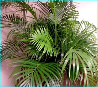 Пальмы и папоротники