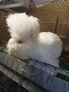 Немецкая ангора