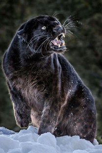 Животные. Animals.