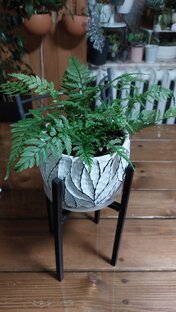 Папоротники, знакомство, пересадки 