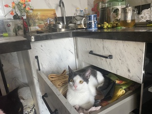 Кошачьи новости 📰 🐈 