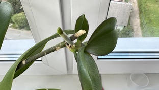 Вырастить детку орхидеи на цветоносе