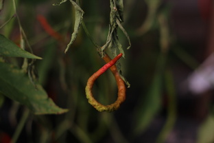 Научно и не скучно о перцах