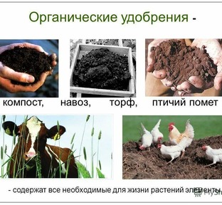 Только органика