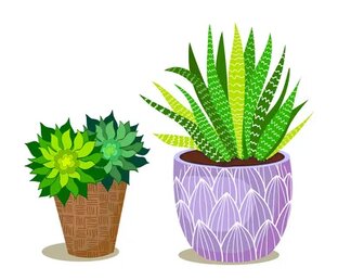 Комнатные растения