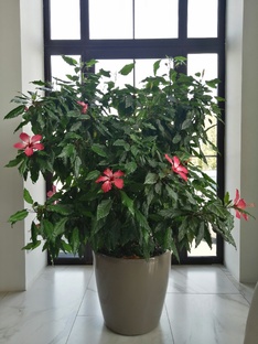 все о Гибискусах