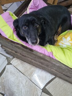 Акция накорми собаку!