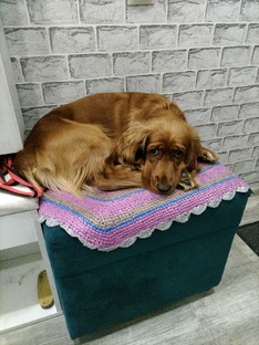 Дневник Шелби, Королевского спаниеля.