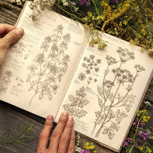 БОТАНИЧЕСКИЙ ДНЕВНИК