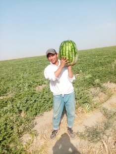 Вы можете увидеть процесс выращивания рисовых культур и то, как на них смотреть,