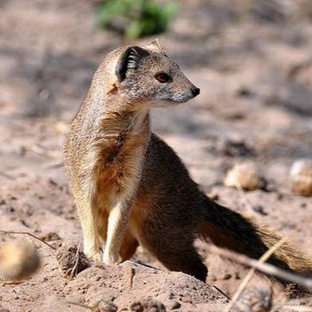 Мангуст: хищник, который не боится змей и яда