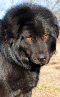 Абориген Банхар