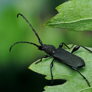 Жуки-стригуны: усы, лес и жизнь среди деревьев
