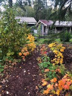 Лесной сад. Формирование без ущерба растениям