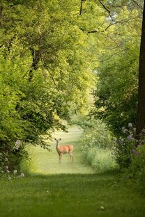 Увлекательные истории о животных