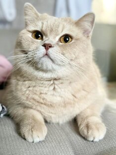 Выпускники кошки Кайли 👸и котика Маню 🍏