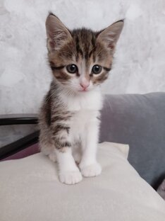 Кошечка Юкки 