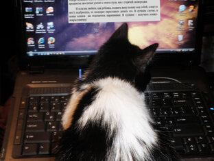 Коты говорят о себе