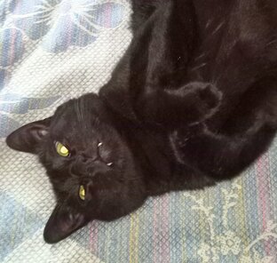 Салем и Коты. ( видео )