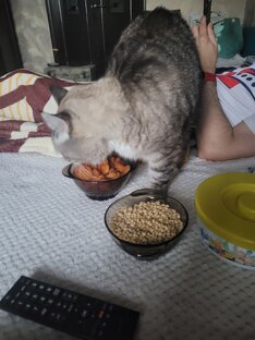 Ужин кота.