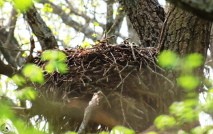 Птицы и их гнёзда