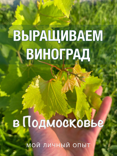 Выращиваем виноград в Подмосковье 