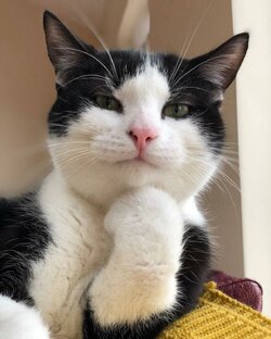 Четыре лапы, мокрый нос🐕