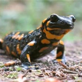 Саламандры: живые загадки, которые умеют отращивать органы