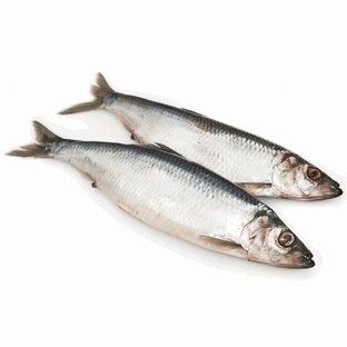 Сельдь: маленькая рыба с огромными секретами