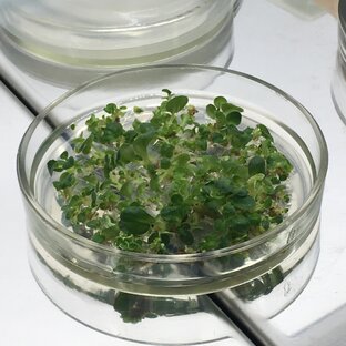 Микроклональное размножение