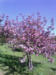 Уход за деревьями