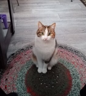 Кошки забавные и милые