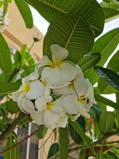 путешествие в ОАЭ Рас-эль-Хайма