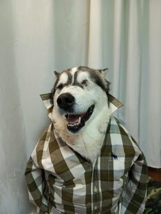 Пират 🐺🏴‍☠️ Сибирский Хаски 