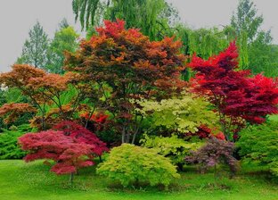 Лиственные растения