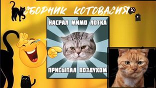 Смешные видео