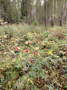 Малые реки Урала. 