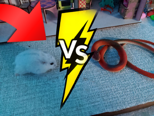 Мини-фильм "Снежинка vs Змея"