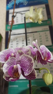 Комнатная флора