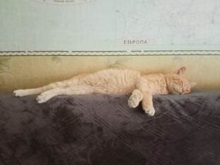 Сила Ярославны.