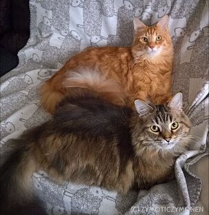 Мои кошки
