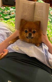 Померанский шпиц малый - Хайзи 