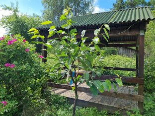 Делаем деревья сады.