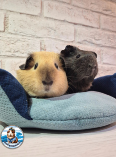 О свинятках