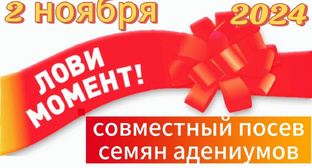 Совместный посев с каналом «Растения на моем балконе» от 02.11.2024.