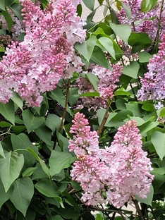 Моя флористика