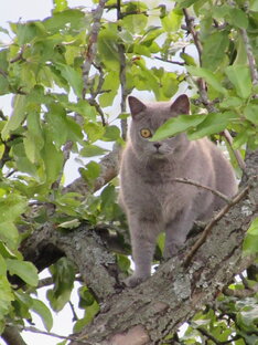 Деревенские истории