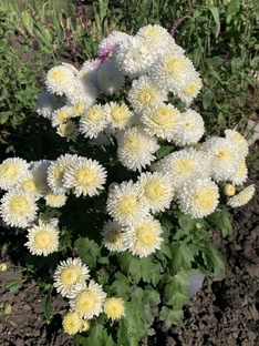 Короткие посты и премиум.