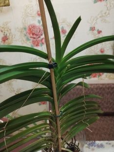 Орхидея Ванда